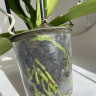 Орхидея Phalaenopsis Ural