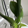 Орхидея Phalaenopsis Ural