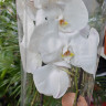Орхидея Phalaenopsis Ural