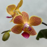 Орхидея Phalaenopsis Golden Staff, multiflora (отцвел)