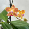 Орхидея Phalaenopsis Golden Staff, multiflora (отцвел)