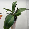 Орхидея Phalaenopsis Golden Staff, multiflora (отцвел)