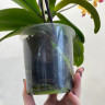 Орхидея Phalaenopsis Golden Staff, multiflora (отцвел)