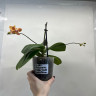 Орхидея Phalaenopsis Golden Staff, multiflora (отцвел)
