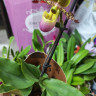 Орхидея Paphiopedilum Pinocchio d-9см 