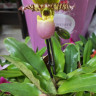 Орхидея Paphiopedilum Pinocchio d-9см 