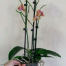 Орхидея Phalaenopsis Bronze Buddha (отцвел, РЕАНИМАШКА)