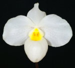 Орхидея Paphiopedilum delenatii x armeniacum
