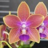 Орхидея Phalaenopsis Miki Golden Sand '1363' (отцвёл)