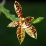 Орхидея Phalalaenopsis cornu-cervi (еще не цвёл)