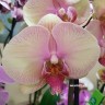 Орхидея Phalaenopsis Mikimoto (отцвёл)