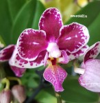 Орхидея Phalaenopsis mini  