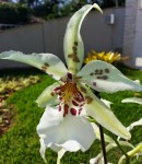 Орхидея Beallara Tahoma Glacier Sugar Sweet (отцвела)
