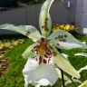 Орхидея Beallara Tahoma Glacier Sugar Sweet (отцвела)