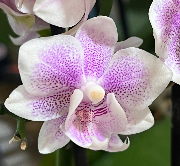 Орхидея Phalaenopsis, mini