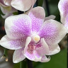 Орхидея Phalaenopsis, mini