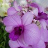 Орхидея Dendrobium Full Moon Pink (отцвел, деленка)
