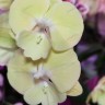 Орхидея Phalaenopsis Big Lip             