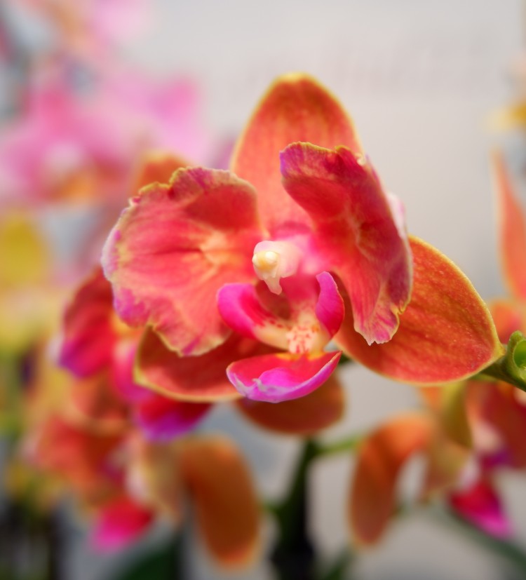 Орхидея Phalaenopsis Paprika Butterfly mutation, multiflora (отцвел)