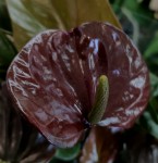 Anthurium Black Love (деленка без цветов)