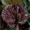 Anthurium Black Love (деленка без цветов)