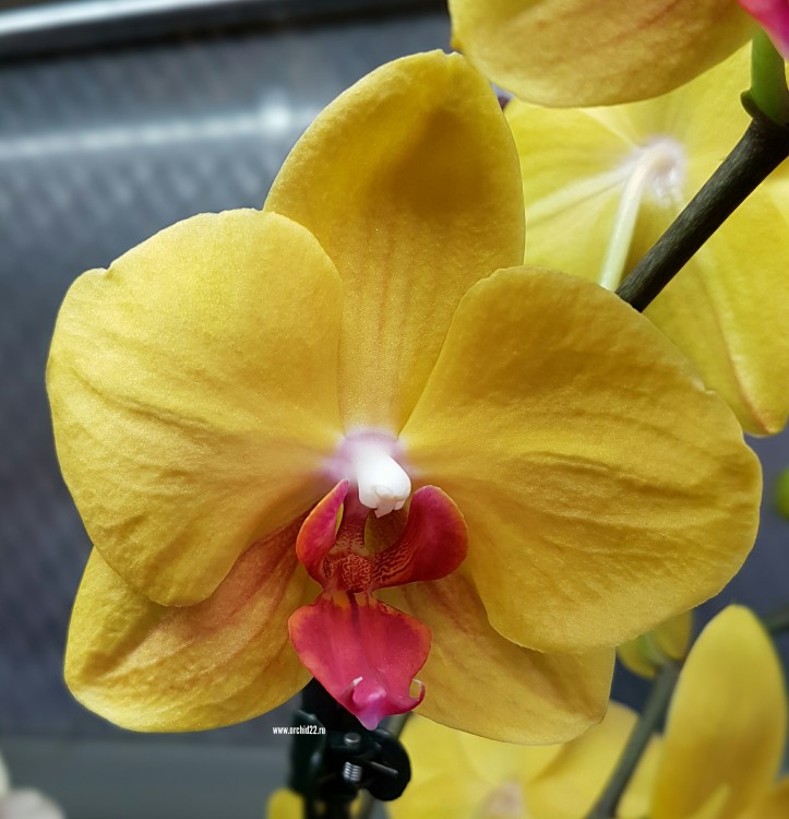 Орхидея Phalaenopsis Seishell (отцвел)