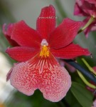 Орхидея Burrageara Nelly Isler (отцвела)