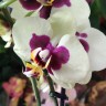 Орхидея Phalaenopsis Panda, midi (отцвел) 