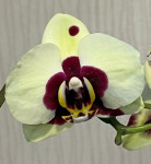 Орхидея Phalaenopsis Panda, midi (отцвел) 