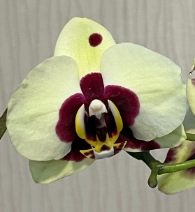 Орхидея Phalaenopsis Panda, midi (отцвел) 