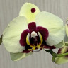 Орхидея Phalaenopsis Panda, midi (отцвел) 