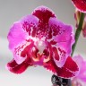 Орхидея Phalaenopsis  peloric