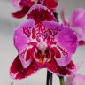 Орхидея Phalaenopsis  peloric