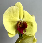 Орхидея Phalaenopsis 
