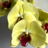Орхидея Phalaenopsis 