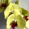 Орхидея Phalaenopsis 