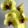 Орхидея Phalaenopsis 