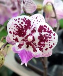 Орхидея Phalaenopsis Big Lip (отцвел, РЕАНИМАШКА)