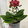 Орхидея Phalaenopsis multiflora 