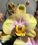 Орхидея Phalaenopsis Peaches 