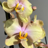 Орхидея Phalaenopsis Peaches 