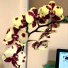 Орхидея Phalaenopsis I-Hsin Pudding Puppy