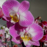 Орхидея Phalaenopsis Split