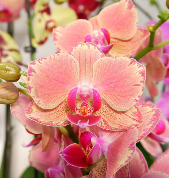 Орхидея Phalaenopsis Pirate Picotee (отцвёл)