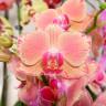 Орхидея Phalaenopsis Pirate Picotee (отцвёл)