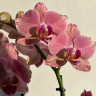 Орхидея Phalaenopsis Pirate Picotee (отцвёл)