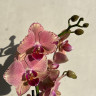 Орхидея Phalaenopsis Pirate Picotee (отцвёл)