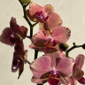 Орхидея Phalaenopsis Pirate Picotee (отцвёл)