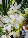 Орхидея Cymbidium Sarah Jean 'Ice Cascade', midi 