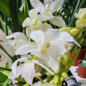 Орхидея Cymbidium Sarah Jean 'Ice Cascade', midi 